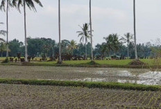 Debit Air Irigasi Menurun, Sawah Terancam Kekeringan