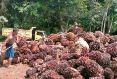 TBS Kelapa Sawit Stabil Rp3.000/Kg, Bengkulu Utara Optimis Inflasi Aman Hingga Akhir Tahun  