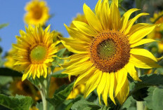 Cemilan Lezat ini Memiliki Segudang Manfaat, Ini Khasiat Biji Bunga Matahari untuk Kesehatan 