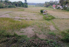 Lebih 10 Hektare Padi Petani di Kaur Gagal Panen