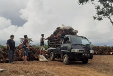 Harga Sawit Masih Tinggi, Hanya PT SM Beli TBS Terendah di Bengkulu Utara 