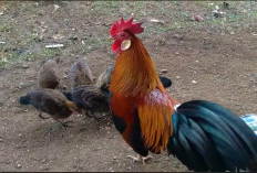 Berugo, Ayam Hutan Merah Sumatera yang Banyak Dipelihara Orang Bengkulu