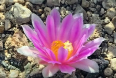 Tanaman Langka! Berikut 5 Fakta Unik Living Rock Cactus