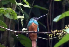 Pemburu Serangga: Fakta Unik Burung Jacamar