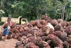 Jelang Nataru, Harga Tandan Buah Segar Kelapa Sawit di Bengkulu Utara Turun 