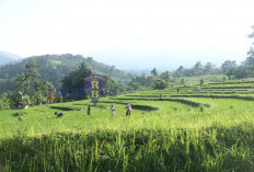 Ini Provinsi Raja Beras di Pulau Sumatera, Bengkulu Peringkat Berapa ? 
