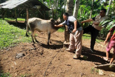 Serangan Ngorok Mengganas, 1.000 Ekor Sapi dan Kerbau Divaksin 