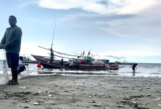 Ratusan Kilogram Ikan Maco Terbuang di Pantai Malabero, Ini Penyebabnya