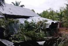  Hujan Disertai Angin, Warga Diminta Waspada Pohon Tumbang dan Banjir 