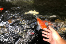 Pelihara Ikan Koi Sering Mati, Kenali 6 Penyebabnya 