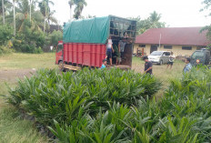 Polda Bengkulu Amankan 1600 Bibit Sawit Diduga Ilegal di Bengkulu Selatan 