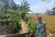 2 Tahun Gagal Panen, Banyak Petani Kota Bengkulu Alih Profesi