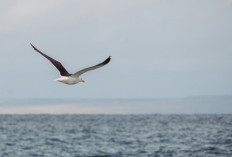 Dikenal Sebagai Penjelajah Samudera yang Menakjubkan, Ini Fakta Burung Albatros