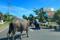 Kerbau Berkeliaran di Tengah Kota Manna, Masuk Jalan Raya Ganggu Pengendara Mobil dan Motor 
