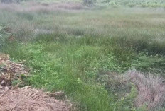 Hobi Memancing di Sawah! Ini Ikan Sasaran dan Umpan Jitunya