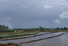 Kuota Pupuk Subsidi Bengkulu Utara Belum Penuhi Usulan Petani