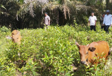 Inpektorat Segera Turun  Audit Program Ketahanan Pangan Hewani