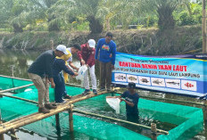 Kelompok Nelayan Kungkai Baru Terima 80 Ribu Benih Ikan Kakap Putih Bantuan BBPBL Lampung