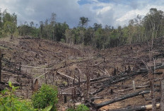 Tidak Ada Tindakan Konkret, Hutan Mukomuko Tamat