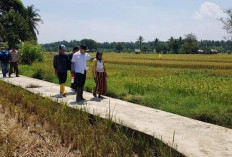 Kecewa PPL Tak Turun Lapangan, Ini Yang Dilakukan Petani Sawah Pino Raya