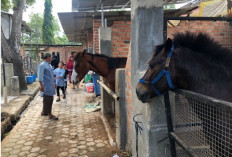 Unik, Kuda Bisa Tidur Sambil Berdiri, Hasil Evolusi Panjang