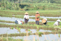 306 Petani Bengkulu Utara Dicoret dari Daftar Penerima Pupuk Subsidi