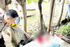 Warga Tanjung Tebat Bacok Balita Hingga Tewas, Ini Langkah Polres Bengkulu Selatan  