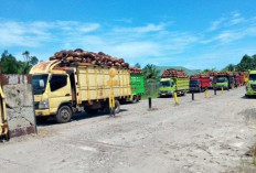 Harga TBS Kelapa Sawit di Bengkulu Selatan Kembali Turun