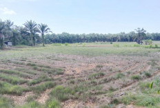 Pemkab Usulkan Cetak Sawah Baru 400 Hektare, Eks Kebun Sawit di Lubuk Pinang