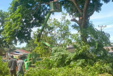 Deteksi Pohon Rawan Tumbang Dengan Cermat, Akademisi:  Selain Inventarisasi, Pemilihan Jenis Pohon Penting