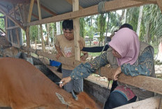 Kasus Ngorok Terus Bertambah, Dinas Pertanian Vaksinasi 936 Ternak