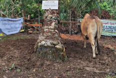  Hewan Kurban di Bengkulu Tengah Mencapai 1.100 Ekor: Melapor ke Kemenag