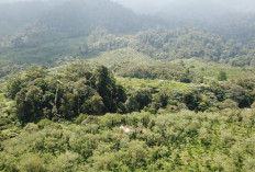 Kurun 1 Tahun, 8.306 Ha Hutan Hilang,  60 Kecamatan Terancam Banjir