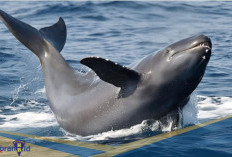 Bukan Paus! Berikut 3 Fakta Unik Paus Pembunuh Kerdil