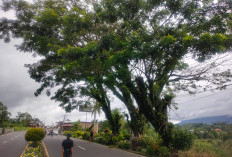 Membahayakan, Pohon Tua di Pinggir Jalan Lintas Kepahiang - Curup Ditebang