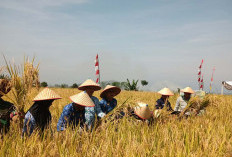 Petani Baru Panen Raya, Beras Lampung Justru Banjiri Pasar Bengkulu Utara