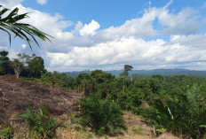  Habitat Harimau di Mukomuko Terancam, Hutan Produksi Kian Tergusur Sawit