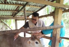 Sebulan, 131 Ekor Ternak Mati Terserang Penyakit Ngorok