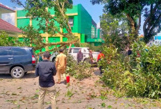 Awas! Bahaya Pohon Tumbang Mengintai Warga di 3 Kawasan 