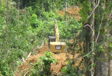 Pembiaran Hutan jadi Kebun Sawit Ilegal di Mukomuko, Muslim: Jangan Sampai Negara Kalah dengan Cukong