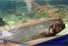 Jadi Tanda saat Muncul Bencana! Berikut 5 Fakta Unik Oarfish