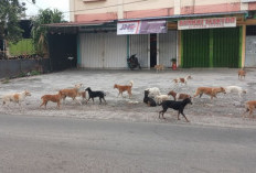 Tiap Bulan, Puluhan Warga di Rejang Lebong Digigit Anjing