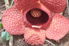 Buruan Kunjungi! Bunga Rafflesia Kembali Mekar di Bengkulu Utara