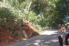 Disiapkan Alat Berat di Jalur Liku Sembilan Bengkulu Tengah Untuk Antisipasi Longsor dan Pohon Tumbang 