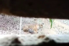Harimau Teror Petani Bengkulu Utara, BKSDA: Akan Dihalau dengan Meriam Karbit