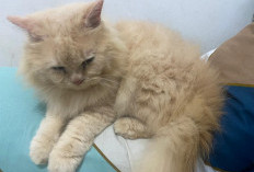 Manfaat Lain Steril Kucing Jantan, Mengurangi Kencing Sembarangan dan Over Populasi