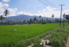 Pemkab Rejang Lebong Asuransikan 250 Hektare Sawah