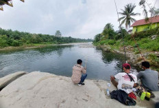 Hobi Mancing Ikan Nila? Ini 10 Umpan Jitu yang Manjur Banget, Segera Dicoba