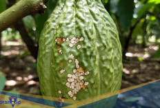 Mengancam Keberlanjutan Buah Kakao! Berikut 4 Fakta Hama Penghisap Buah