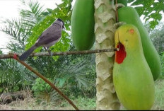 Berikut Teknik Menjerat Burung, Terbukti Ampuh Menghasilkan, Bikin Burung Tak Berkutik!